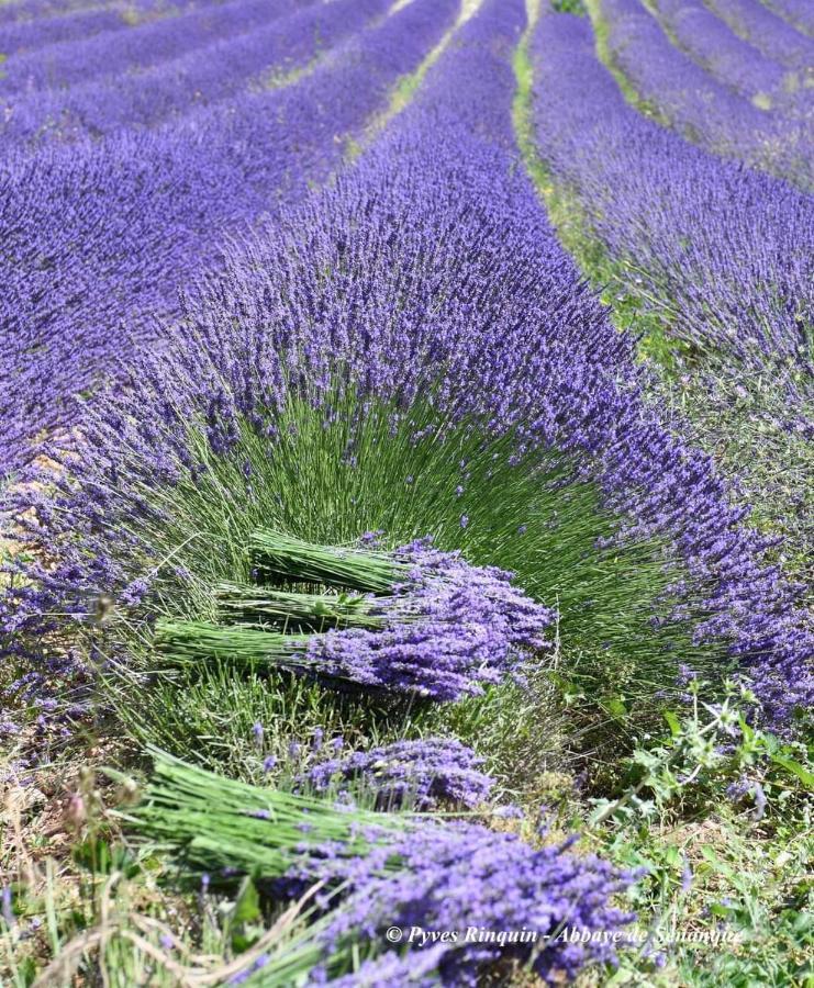 Entre Ventoux Et Luberon Chambre D'Hote Sault-de-Vaucluse Kültér fotó
