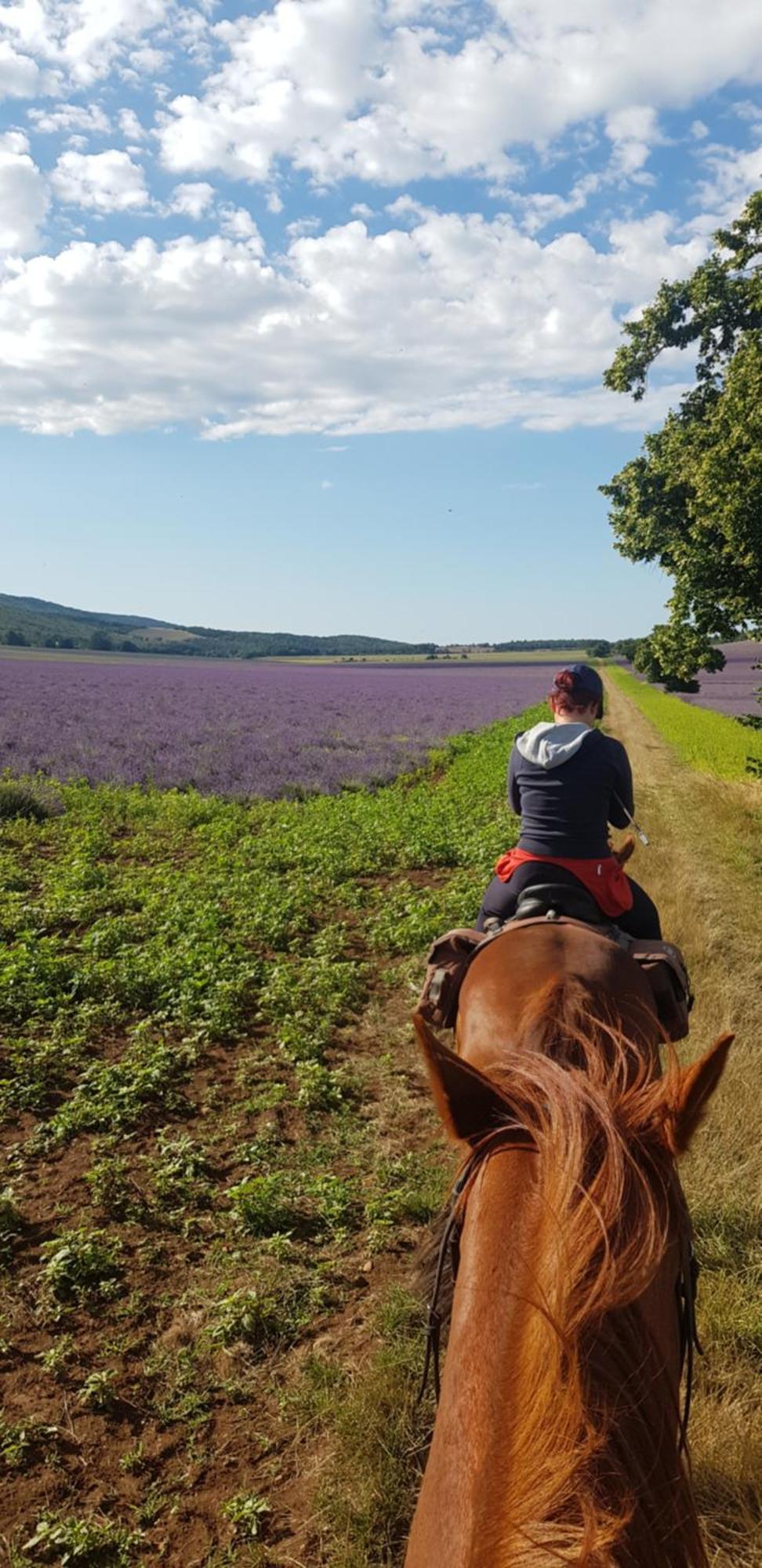 Entre Ventoux Et Luberon Chambre D'Hote Sault-de-Vaucluse Kültér fotó